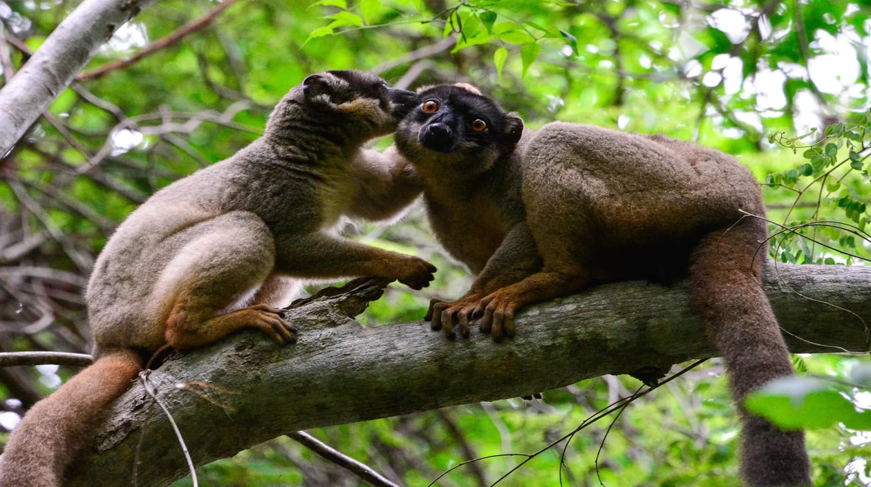 Anjajavy Common Brown Lemur, Lémur Brun (Eulemur fulvus) (Louise Jasper)  (5)