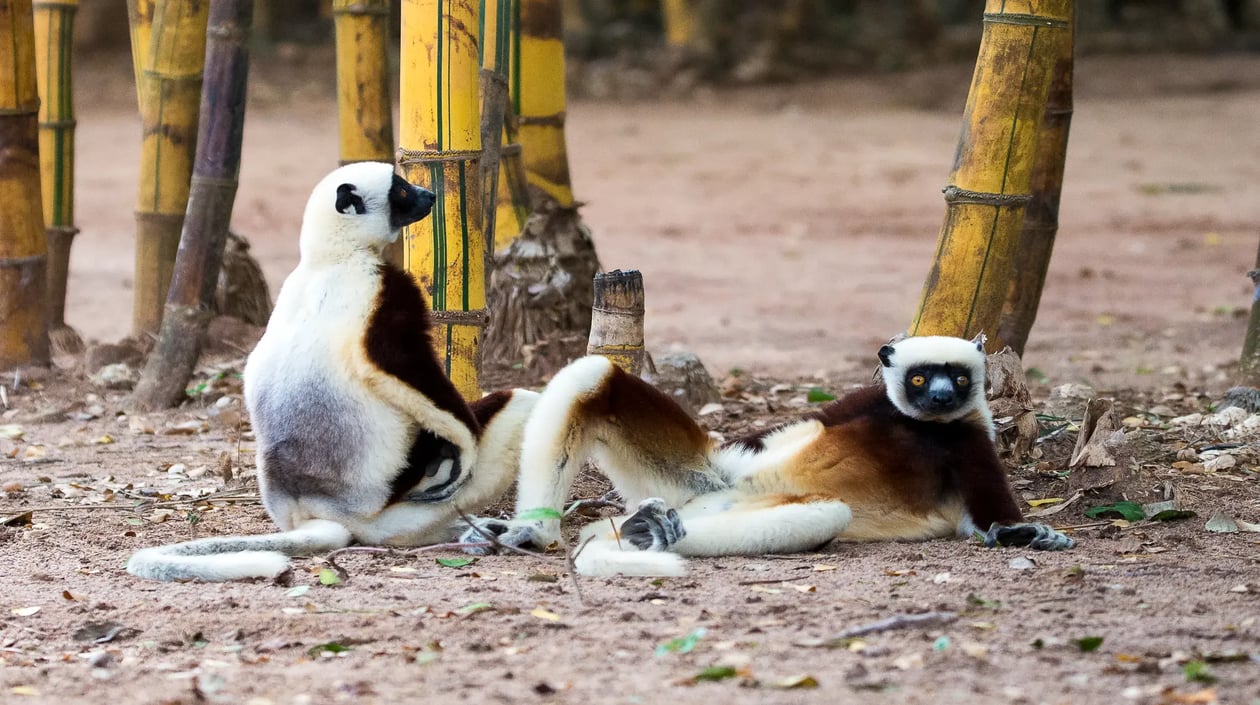 Anjajavy Coquerel_s Sifaka(Propithecus coquereli) (Louise Jasper) (18)