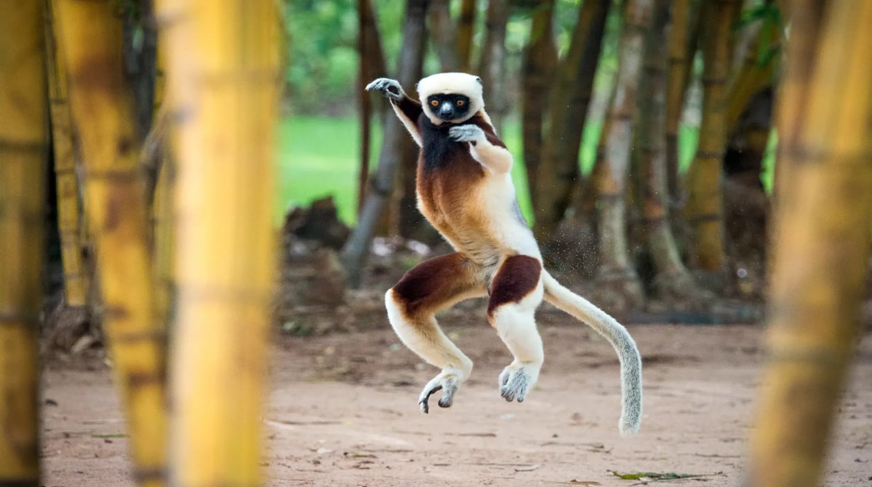 Anjajavy Coquerel_s Sifaka(Propithecus coquereli) (Louise Jasper) (22)