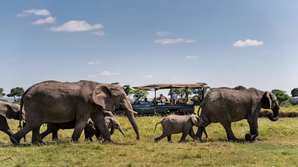 Elephant Herd while on Safari in the Maasai Mara