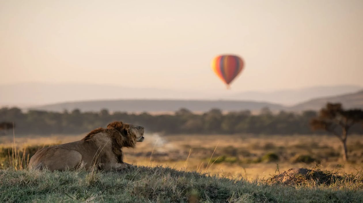 Mara Lion Roaring at Hot Air Balloon