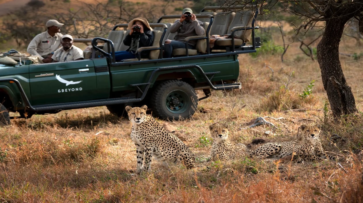 South Africa Phinda Mountain Lodge game drive cheetah