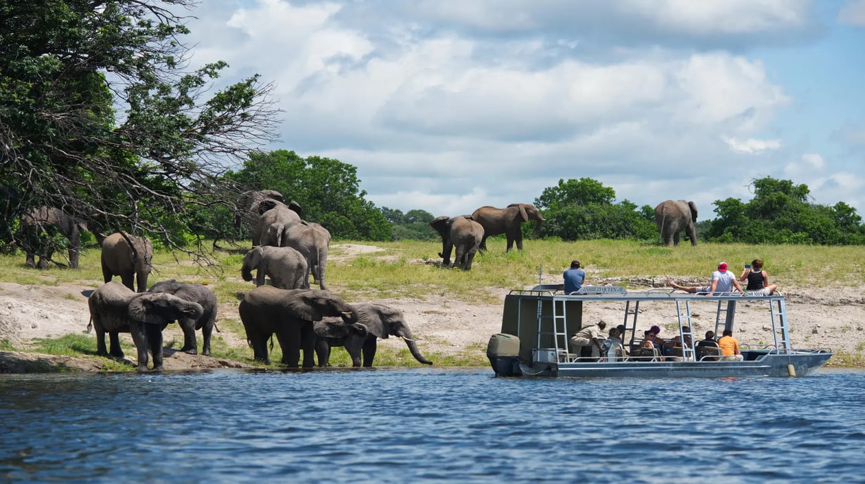 Zambezi Queen game viewing 3