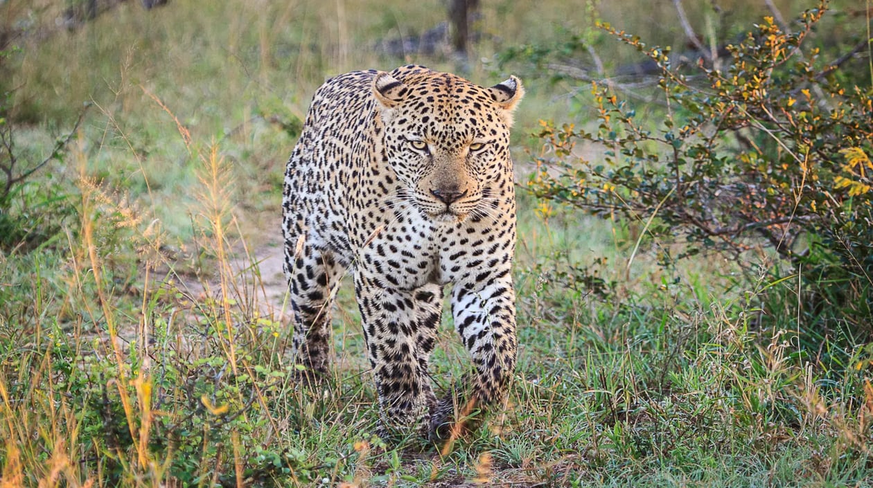 Zambezi Queen game viewing 4