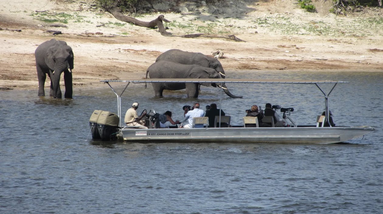 Zambezi Queen game viewing elephants
