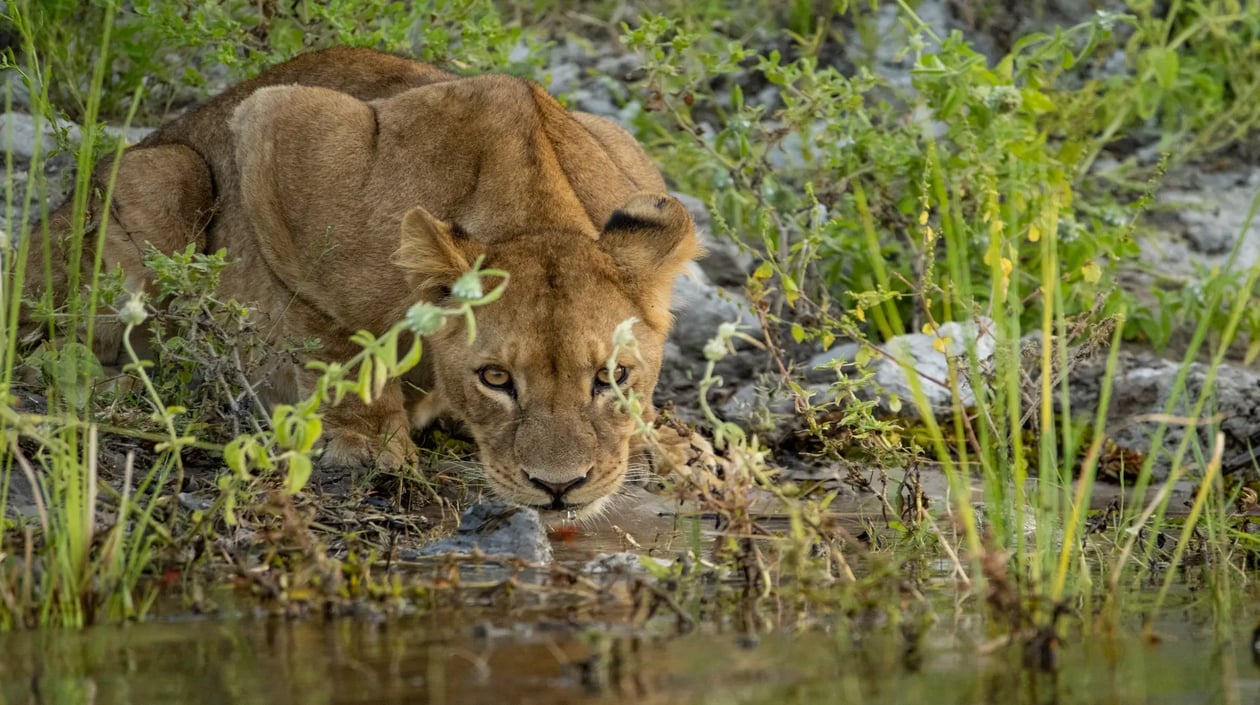 Zambezi Queen game viewing lion