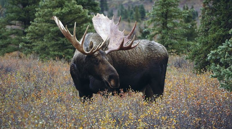 Rocky Mountaineer Canada - Wildlife