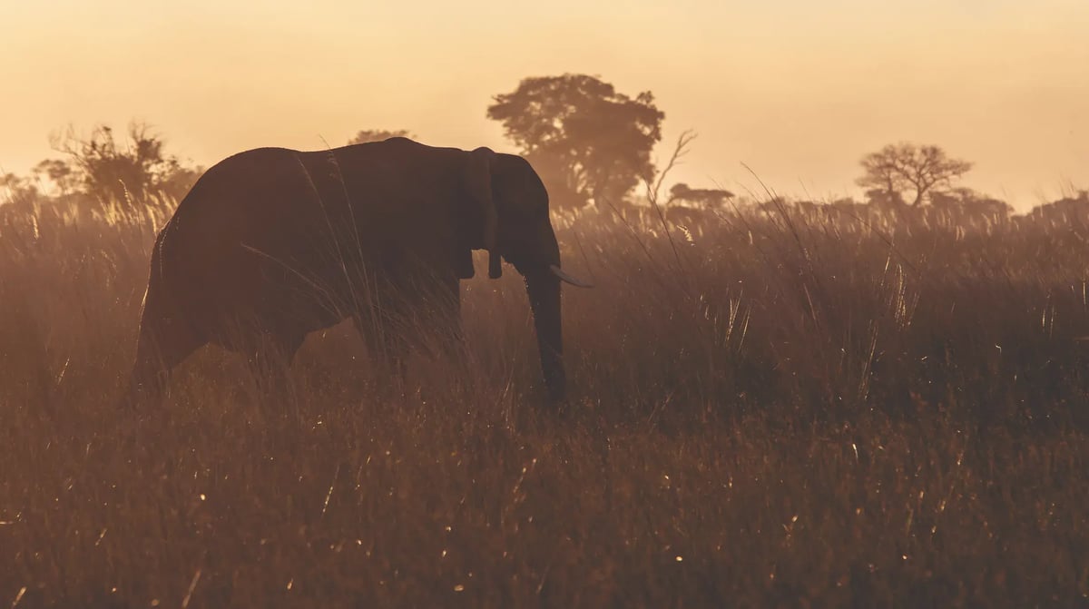 Belmond Eagle Island Lodge elephant in grasslands