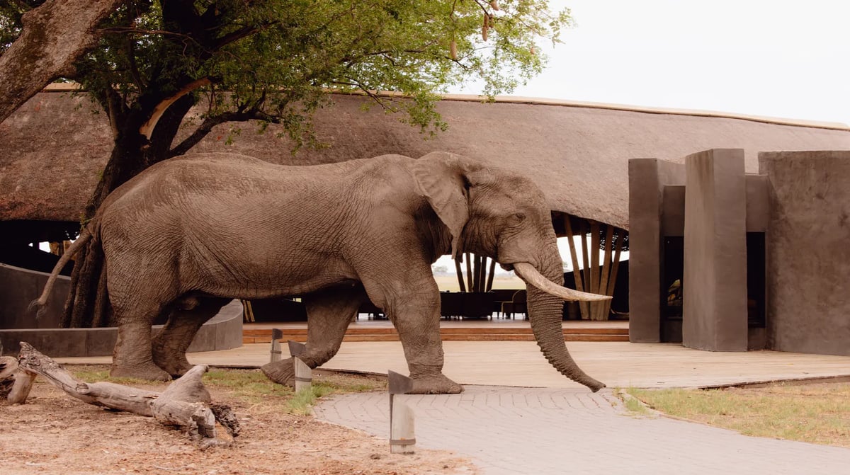 Belmond Eagle Island Lodge elephant wandering