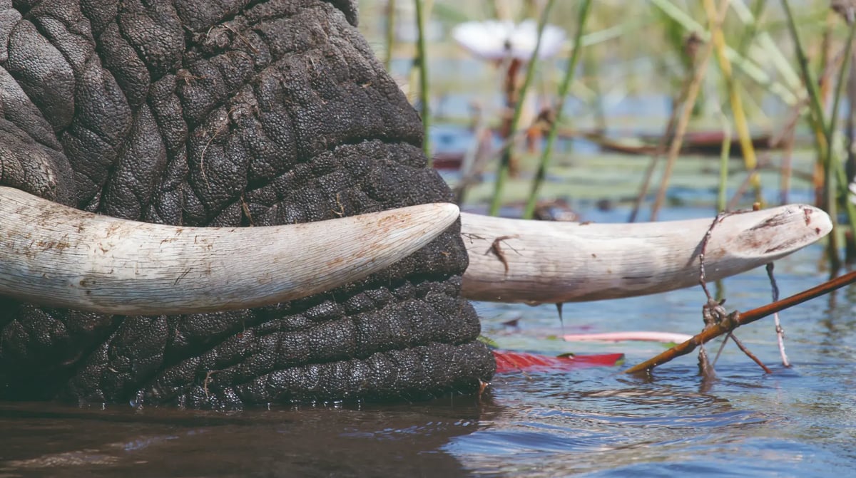 Belmond Eagle Island Lodge tusks detail