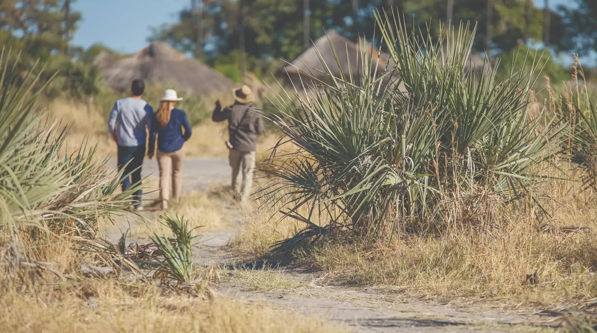 Belmond Eagle Island Lodge walking safari