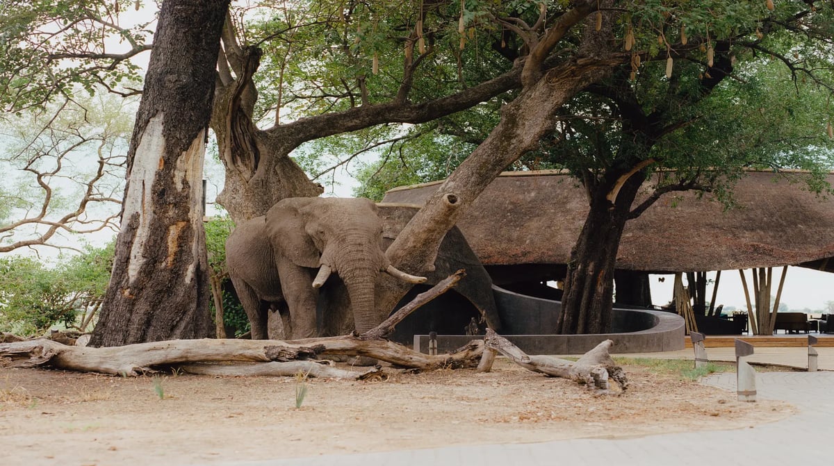 Belmond Eagle Island Lodge wandering elephant