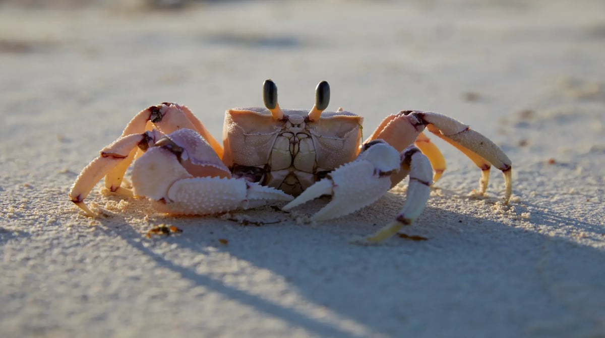 LABA LABA Fanjove Island crab