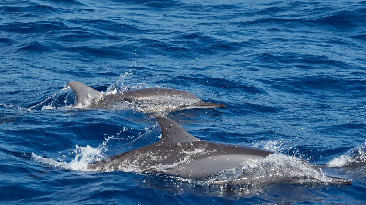 LABA LABA Fanjove Island dolphins