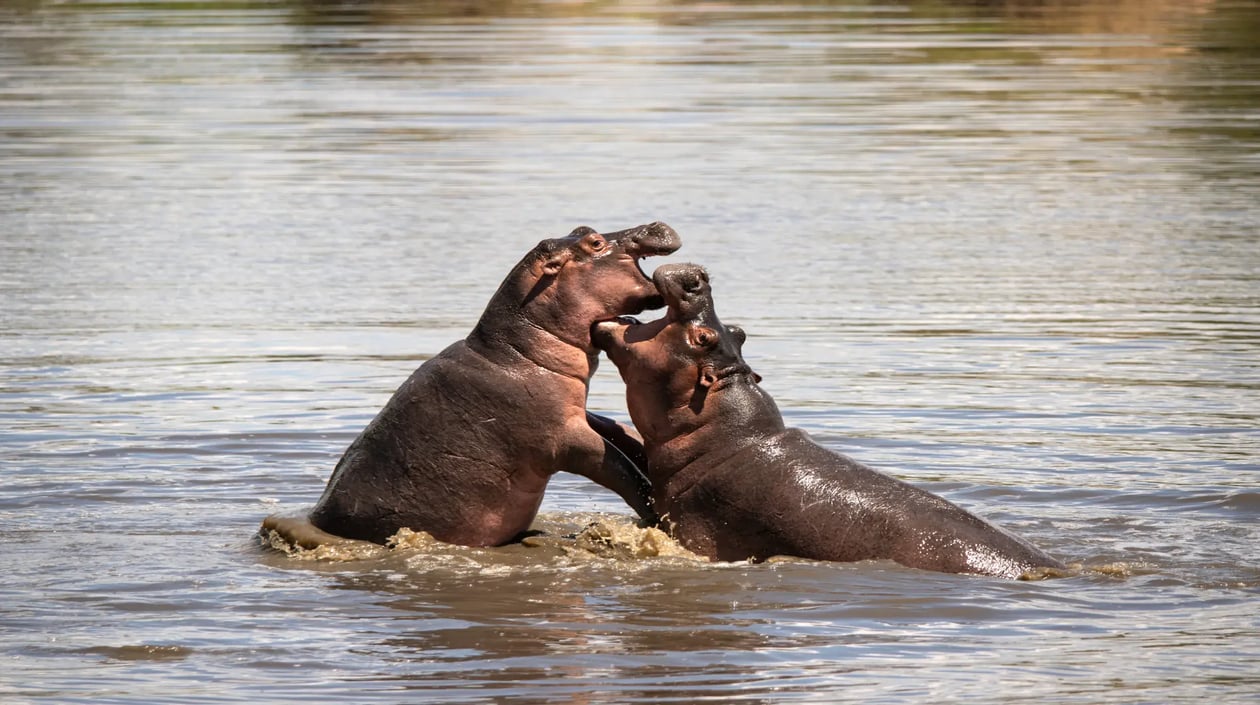 Tanzania Grumeti Serengeti Wildlife Hippos