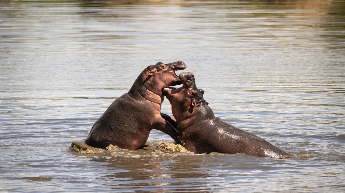 Tanzania Grumeti Serengeti Wildlife Hippos