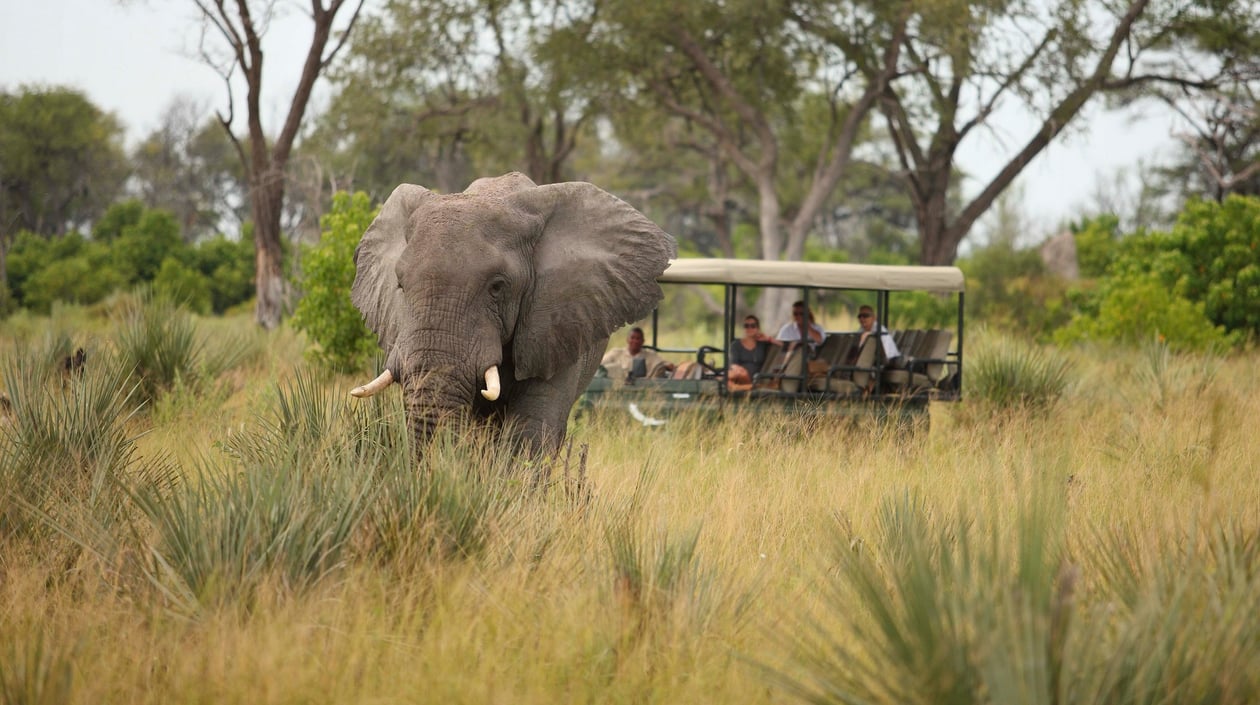 andBeyond Nxabega Olifant