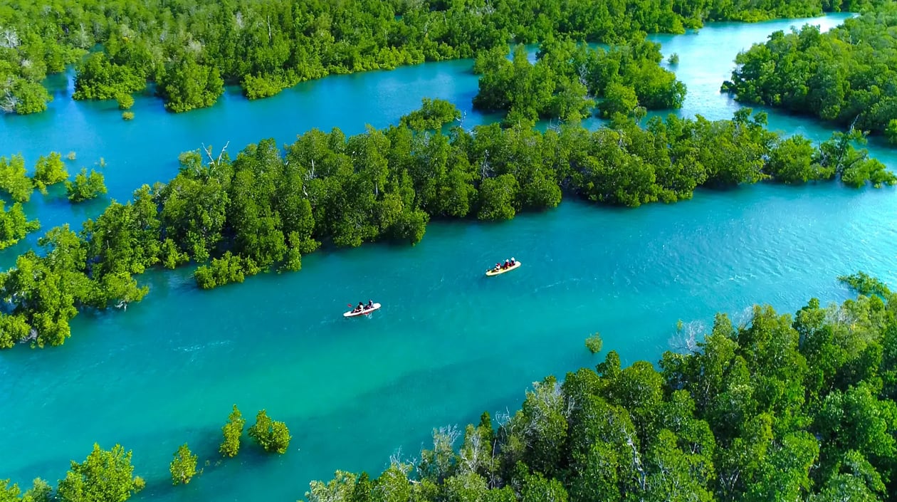 Anjajavy le Lodge, Mangroves (3)