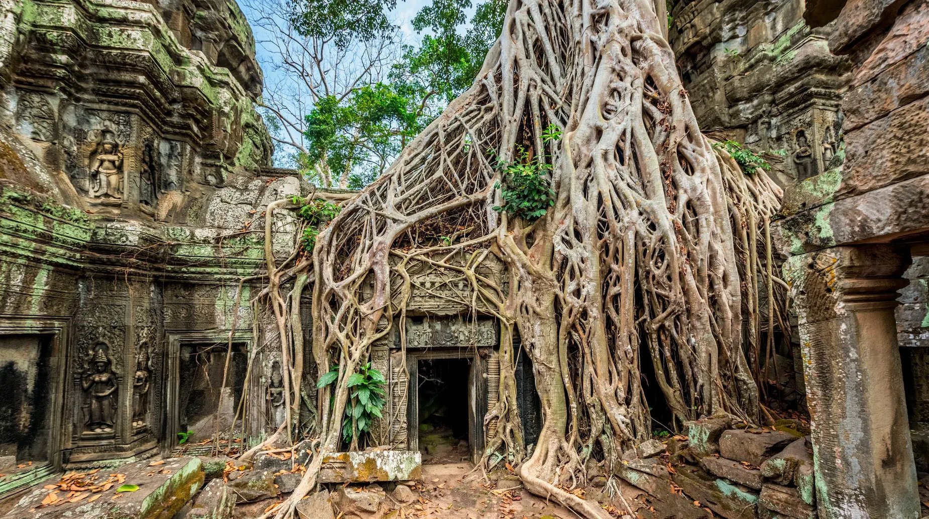 Cambodja - Siem Reap - Angkor Wat - Ta Prohm_1033917616