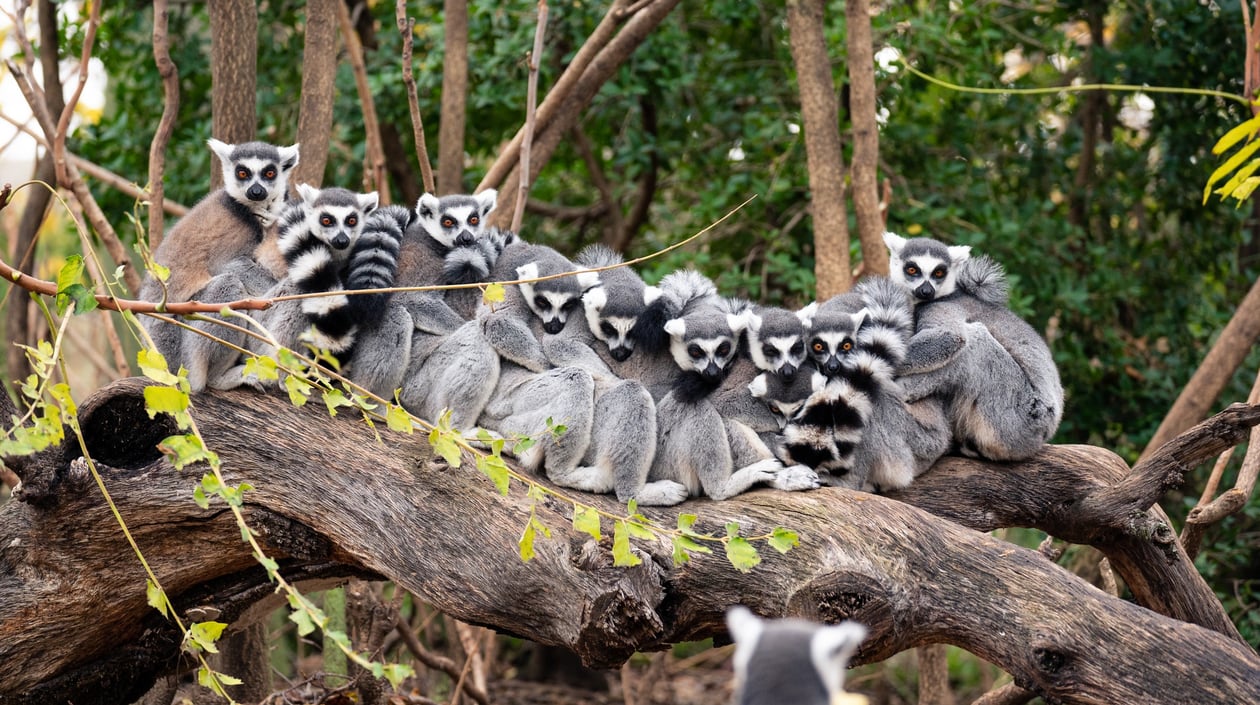 Madagascar1