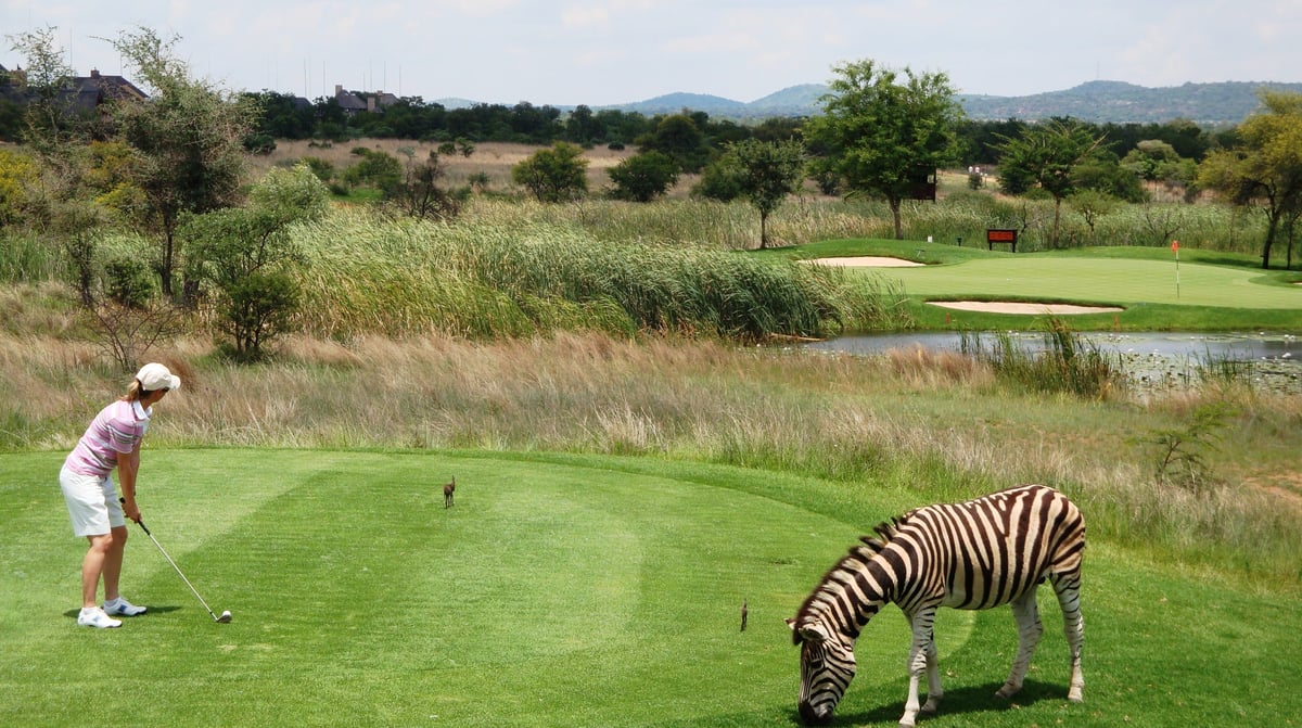 golf en zebra