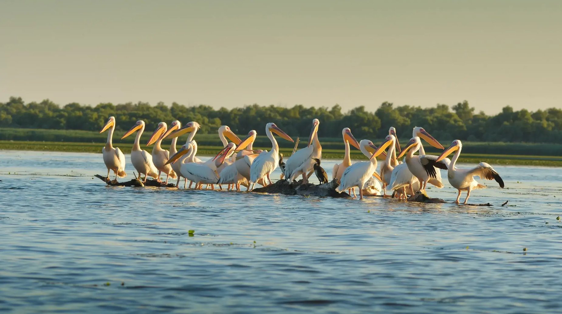Donau - Donaudelta (1)