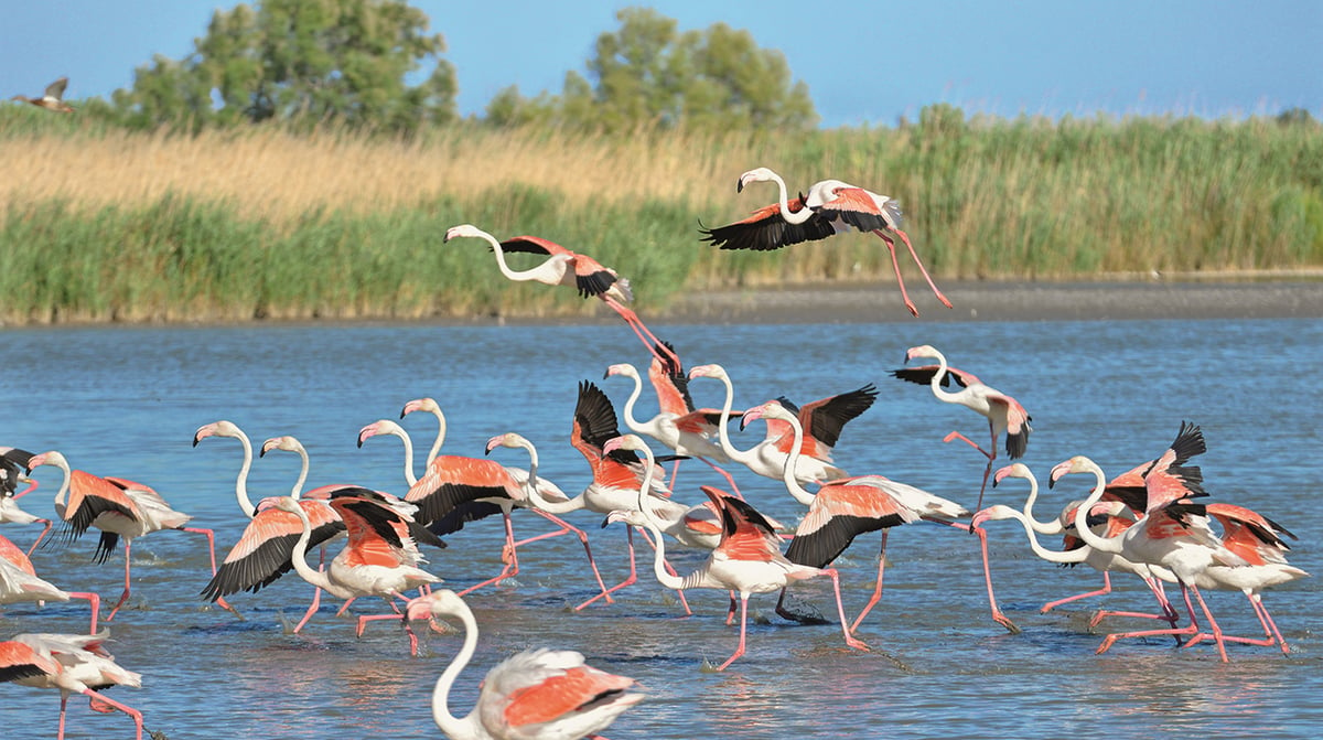 Camargue flamingos 03