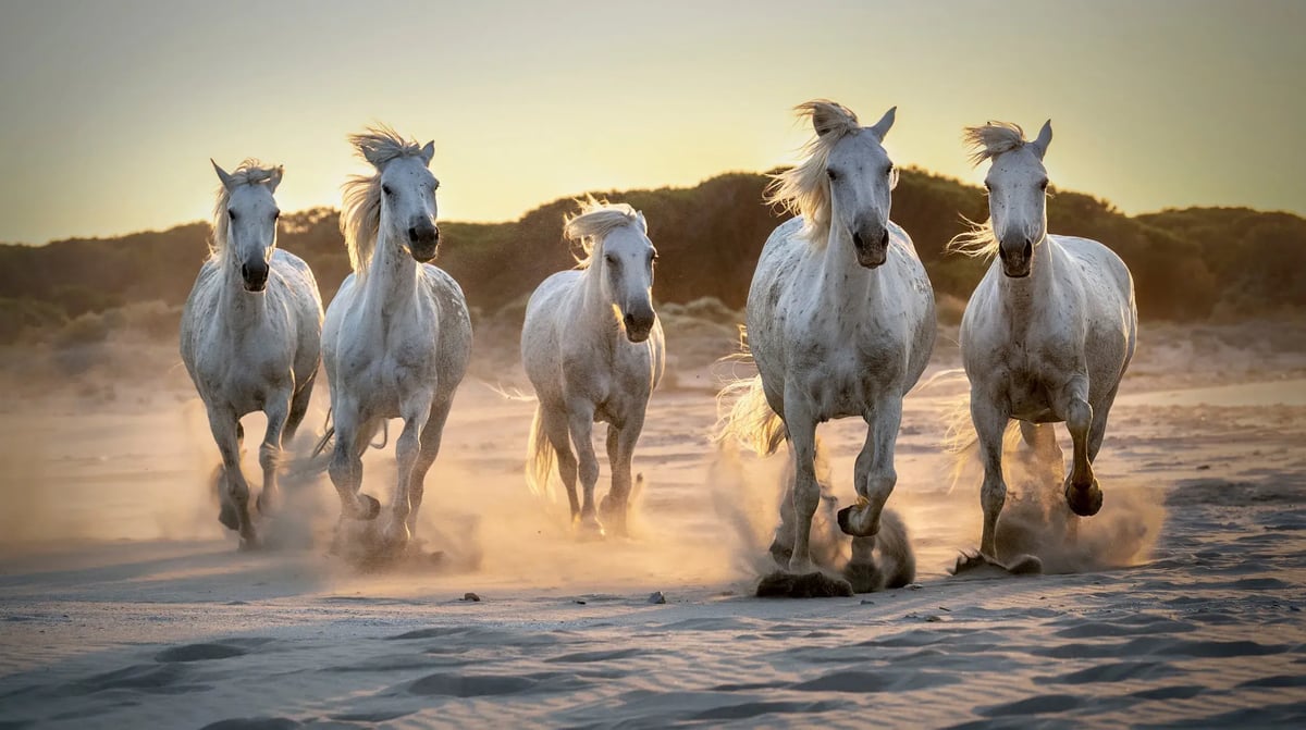 Camargue paarden 01 (2)